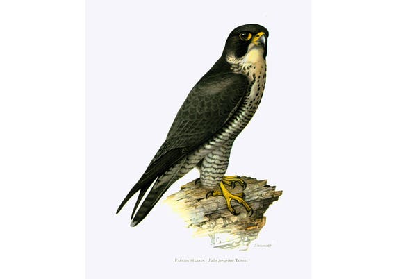 Ornitologia Di 1969 Falco Pellegrino Raptor Rapace Deco Vintage