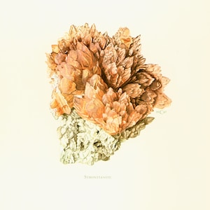 May include: A close-up of a cluster of orange strontianite crystals. The crystals are arranged in a flower-like shape and have a rough, textured surface. The image is labeled "Strontianite" and "19 C 67".