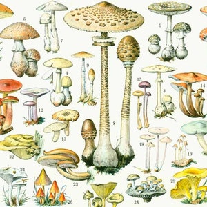 1933 Essbare und giftige Pilze, Larousse-Kennzeichen, Botanik, Morchel, Trüffel, Steinpilz