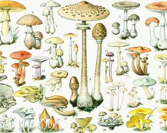 1933 Antique Mushroom identification Chart Print, vintage Fungi print, Fungus Wall art home decor