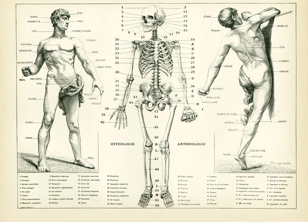 英文)ヨーロッパの解剖図の歴史 The Fabric of the Body