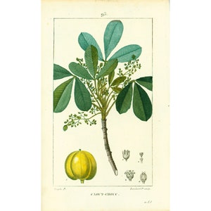 1814 Caoutchouc Figuier Ficus elastica Hévéa, Planche Botanique Ancienne, Flore Médicale Chaumeton 210 ANS D'AGE