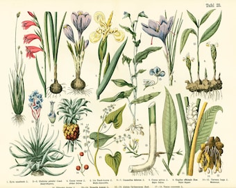 1885 Ginger Family Spices Medicinal Plant XL Chart Herbs Herbal Botanical Lithograph Print Wall Art Home Decor Framing