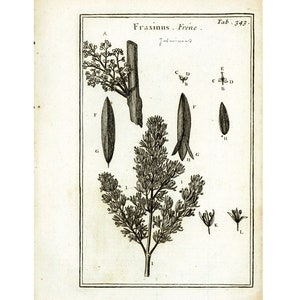 1797 European Ash Catkins Hardwood Trees Botanical Print Original Antique engraving natural history framing wall hanging