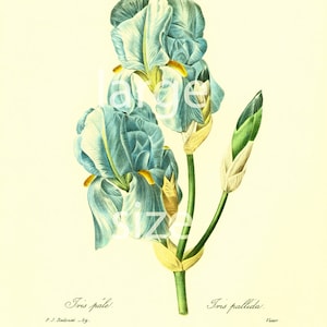 1983 Iris Pallida DUŻY FORMAT Pierre-Joseph REDOUTE Botanical Flowers Vintage Decor
