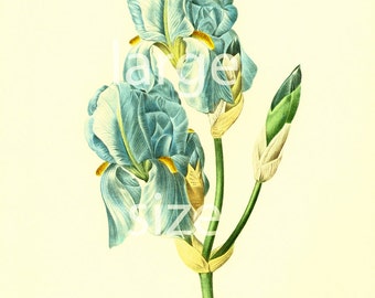Iris Vintage Flowers LARGE SIZE Redoute Botanical Print Wall Art Home Decor Framing