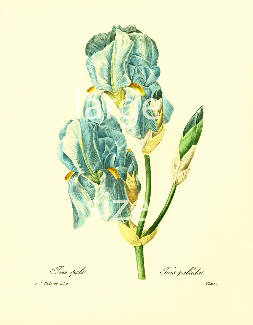1983 Iris Pallida Grand Format Pierre-Joseph Redoute Fleurs Botanique Decor Vintage
