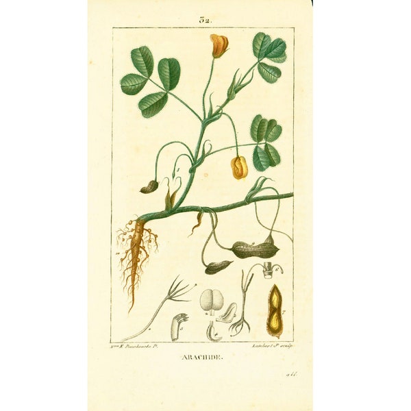 1814 Arachide Cacahuète Plante Pistache de terre, Planche Botanique Ancienne, Flore Médicale Chaumeton Panckoucke Poiret Turpin