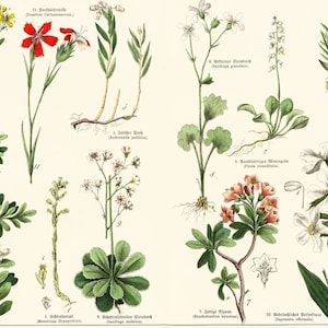 1869 Saponaria Carnation Dianthus Rhododendron Steinbrech Erdbeere Ruta graveolens Heilpflanze Original Botanical Board