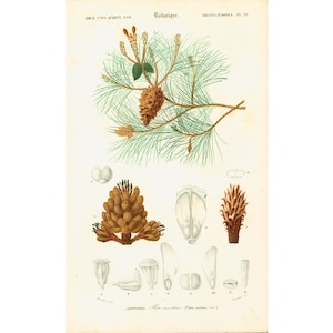 Puede incluir: Una ilustración botánica de un pino con agujas verdes y conos marrones. La ilustración incluye un primer plano de los conos y otros detalles del árbol. El texto "BOT. UNIV. D'HIST. NAT. Botanigue. DROTYLÉNNES PL. 23" está impreso en la parte superior de la imagen. El texto "PINUS. The mercuriana (Pinus mercuriana )" está impreso en la parte inferior de la imagen.