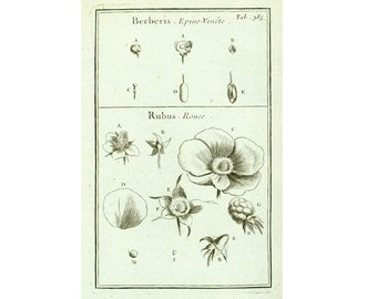 1797 Antique Blackberry  Print Botanical Illustration Melocactus Natural History Wall Art Home Decor