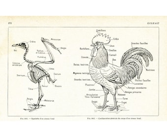 1922 Antique Bird Anatomy. Vintage Hen Skeleton Lithograph. Antique poultry illustration. Larousse Encyclopedia