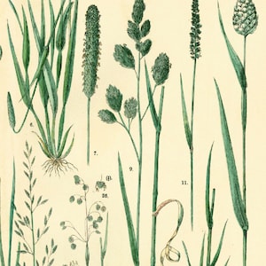1885 Getreide Hafer Schwingel Briza Phleum, Gräser Futterpflanze Getreidesamen, altes botanisches Tellerplakat Bild 4