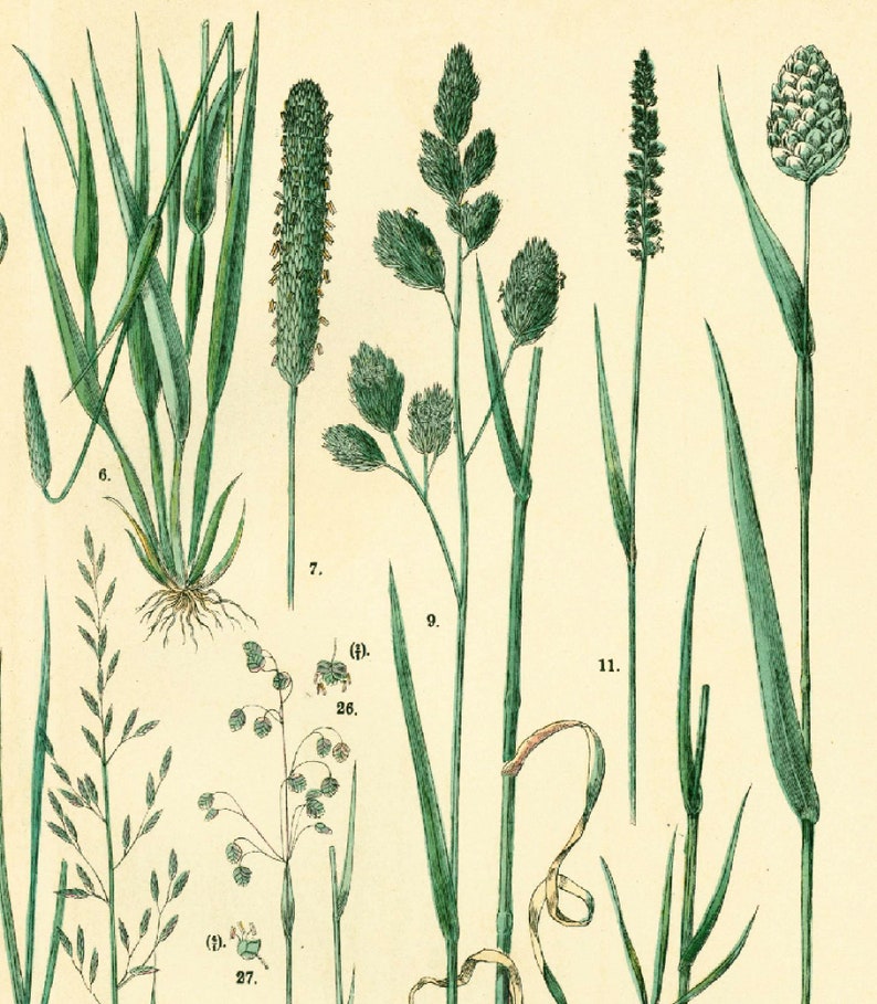 1885 Getreide Hafer Schwingel Briza Phleum, Gräser Futterpflanze Getreidesamen, altes botanisches Tellerplakat Bild 4