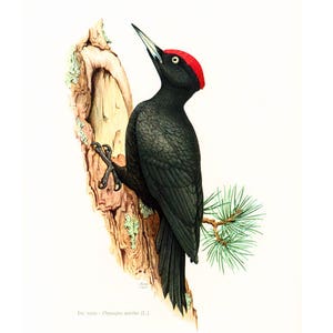 1969 Black woodpecker, vintage Bird Print, Ornithology, Natural history, nature wall art
