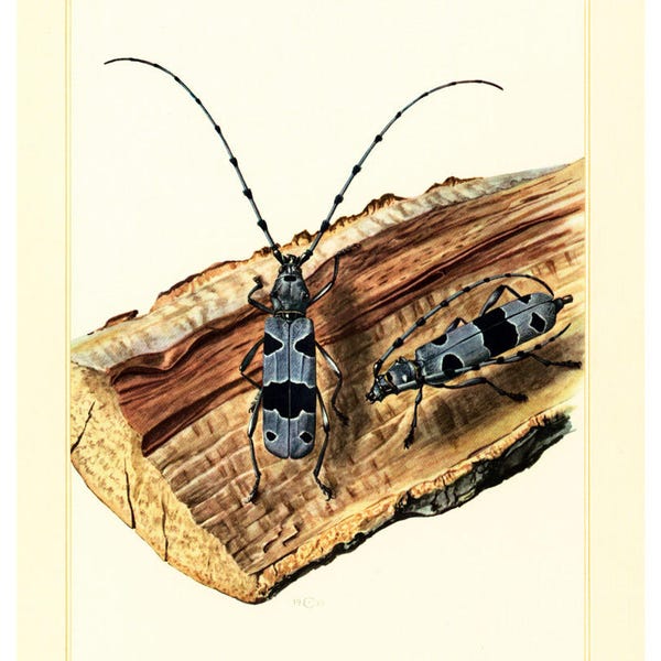 1960 Rosalie alpine. Rosalie des Alpes. Cerambycidae. Coleoptere Longicorne. Illustration Insecte. Planche Originale Entomologie.