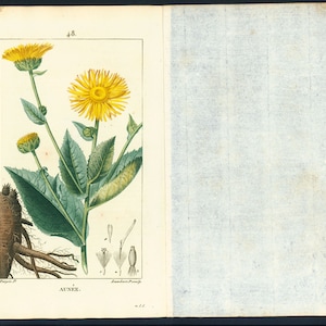 1831 Antique Elecampane Inula helenium Horse-heal Print Plant Natural History Botanical Vegetable Botany Wall Art framing Home decor image 5