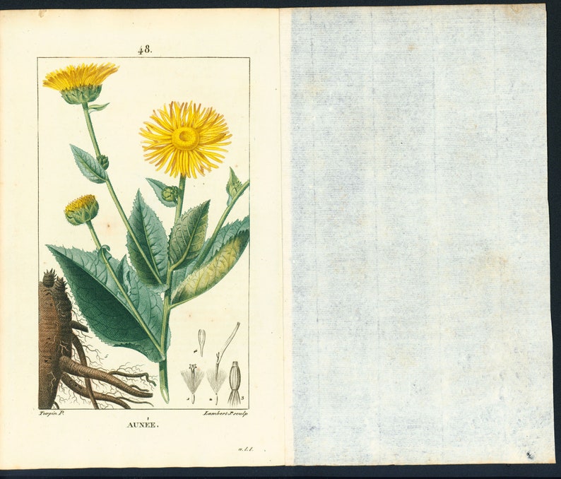 1831 Antique Elecampane Inula helenium Horse-heal Print Plant Natural History Botanical Vegetable Botany Wall Art framing Home decor image 5