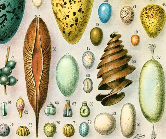 Insect Egg Identification Chart