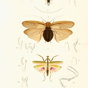 1861 Mantis Antique Engraving Hand colored Original Antique Print Wall Art home Lithograph decor entomology Beetle image 2