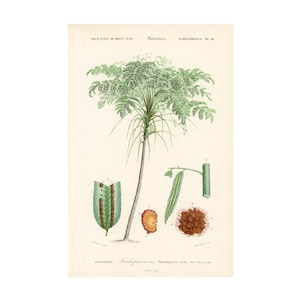 1861 Tree fern by Ch. Orbigny, Original antique botanical print, Cyatheales, Gift for fern lover, Excellent condition