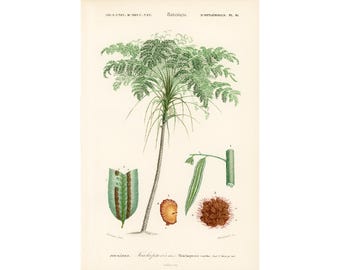 1861 Tree fern by Ch. Orbigny, Original antique botanical print, Cyatheales, Gift for fern lover, Excellent condition