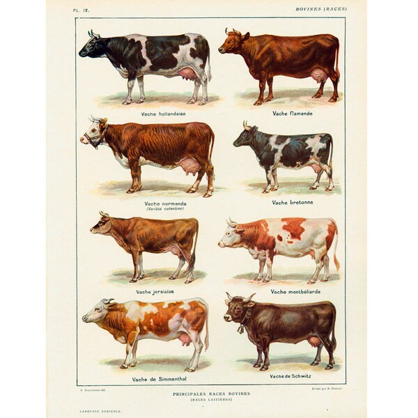 1922 Races Bovines. Races Vaches Laitieres . Planche illustrée Larousse. Illustration race de Vaches. Planche originale