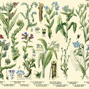 1885 Poster Boraginaceae Bernagie Myosotis Longkruid Medicinale Honingplanten Fytotherapie Oude Botanische Plaat