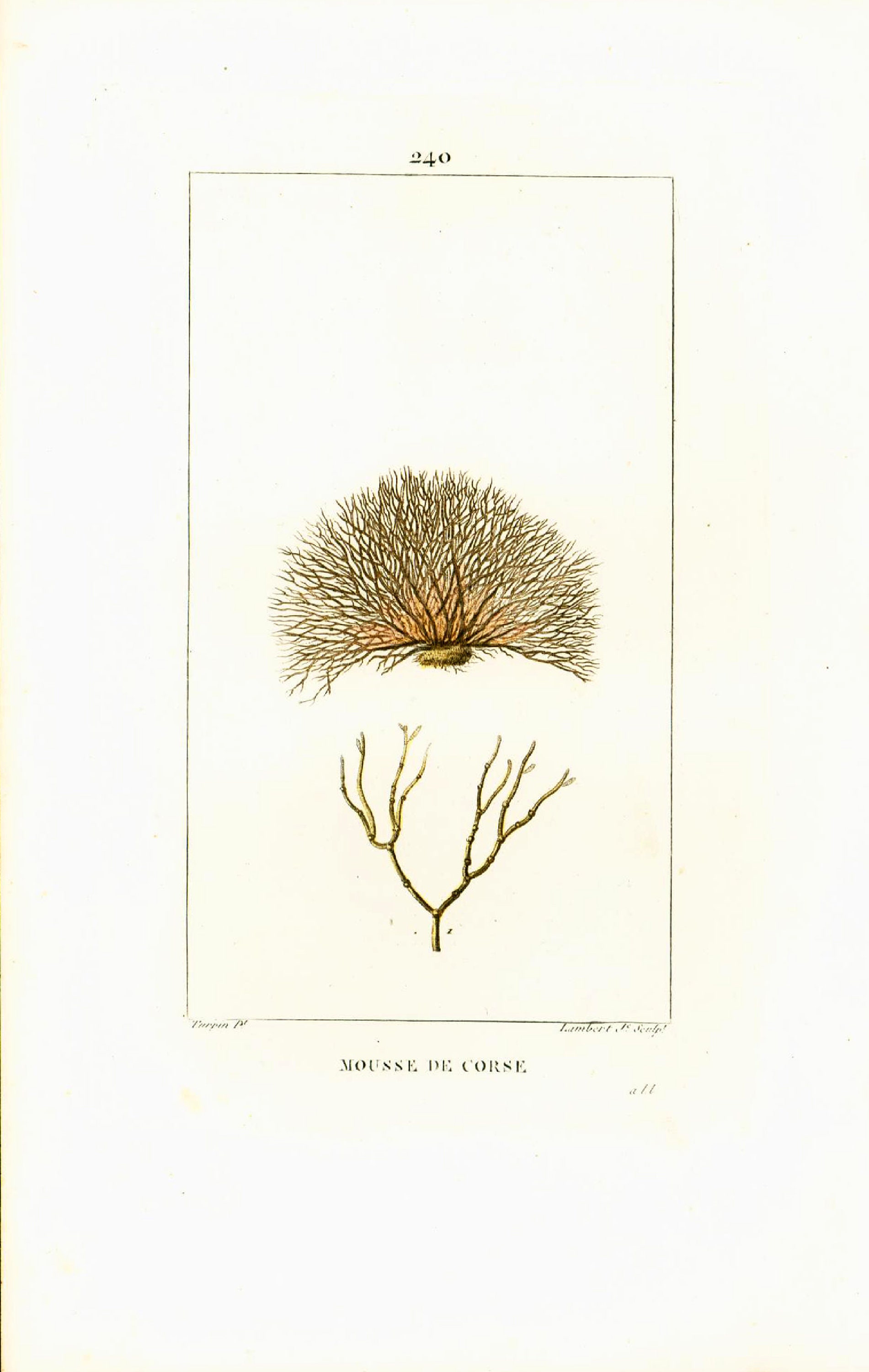 1831 Antique Corsica Seaweed Botanical Medicinal Plant Drug Narcotic Poisonous Natural History Wall Art Home Decor