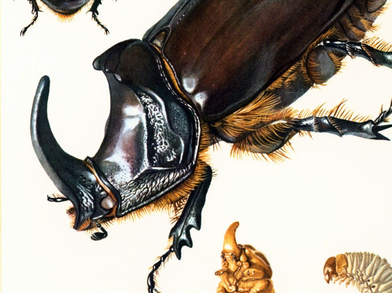 1960 Vintage Rhinoceros Beetle Oryctes nasicornis Print. Coleoptera Illustration. Insect Print. Entomology. Natural History. Science. image 4