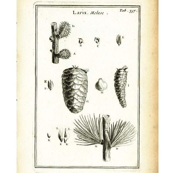 1797 Antique Larches Larix Seeds Cones Coniferous Tree Print Botanical Illustration Wall Art Home Decor