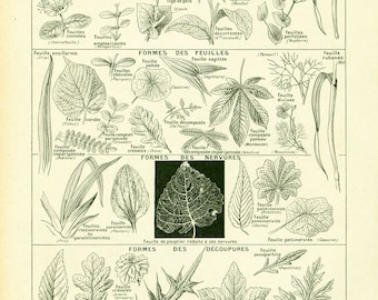 1922 Antique Leaf Print, Palm leaf, Type of Leaves, Vintage Botanical print, Larousse illustration