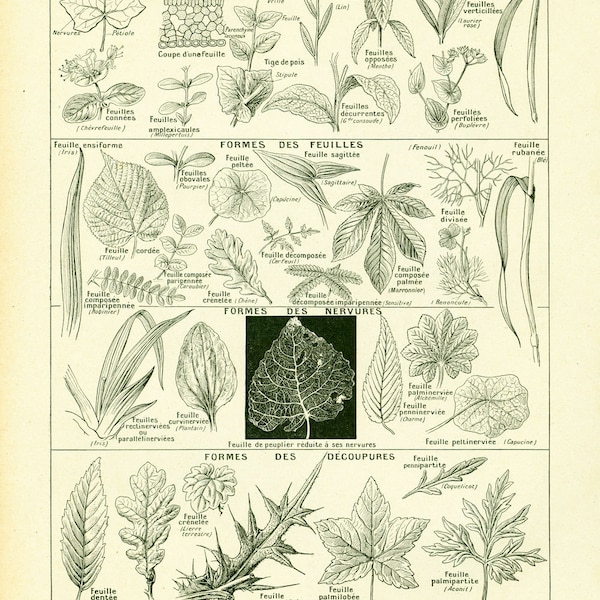 1922 Antique Leaf Print, Palm leaf, Type of Leaves, Vintage Botanical print, Larousse illustration