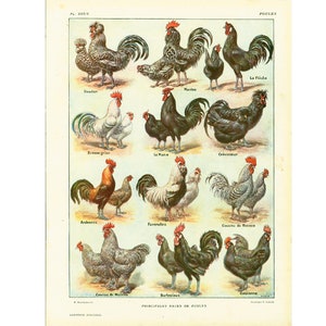 1922 Alte Hühnerrassen. Larousse illustrierter Teller. Bauernhoftiere Illustration. Originalteller