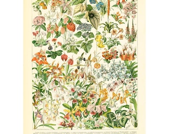 1897 Antique Orchid Botanical Chart print. Authentic 19th century Larousse print