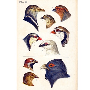 1890 Partridge Black Grouse Quail Rock Ptarmigan Beak Feather Natural History Antique Bird Chart Print Ornithology Chart Wall Art