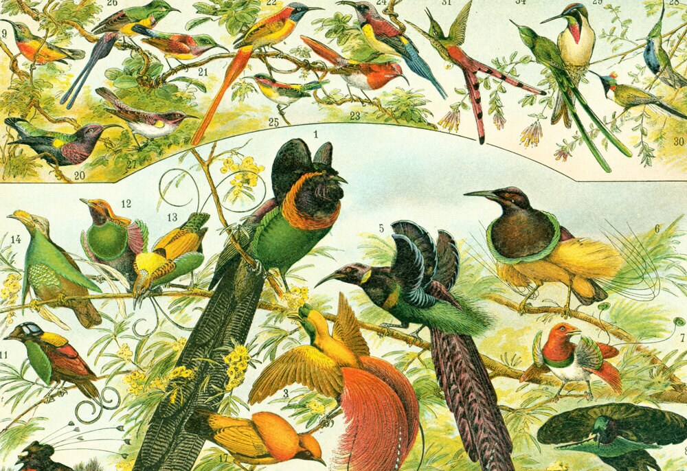 Puzzle Classique 100 pièces Todier Oiseaux Planches Biologie Faune  Illustration Ancienne