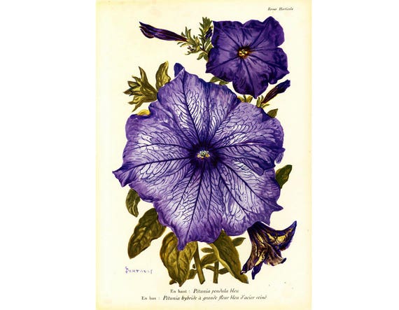 1920 Petunia Planche Botanique Originale Gravure Ancienne Revue Horticole 100 Ans Dâge
