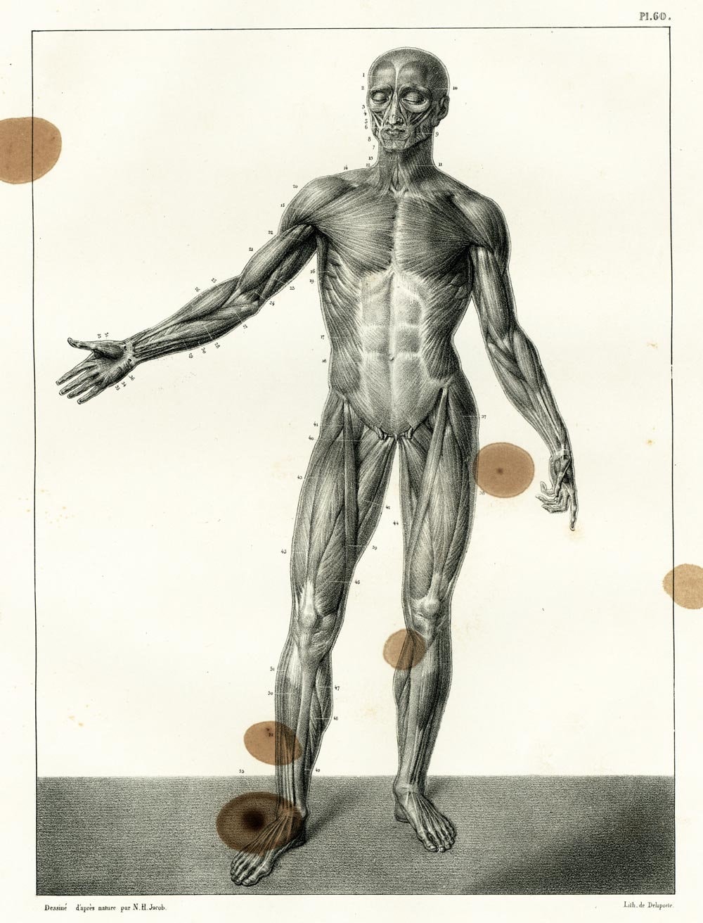 【貴重】ANATOMIE APPLIQUEE A LA DANSE Amazon.co.jp: ANATOMIE APPLIQUEE A LA DANSE. Le corps humain