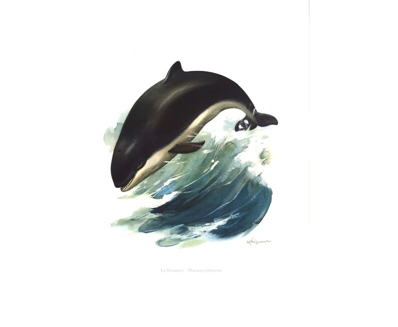 May include: A black and white watercolor painting of a dolphin leaping out of the water. The dolphin is in mid-air, with its mouth open and its tail splashing the water. The water is a deep blue, with white foam around the dolphin.