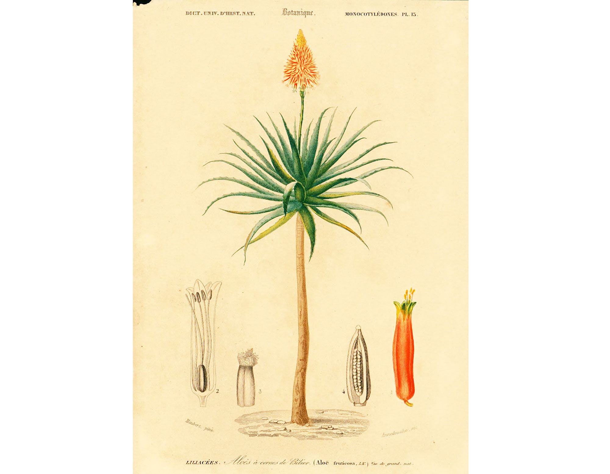 1861 Aloe Arborescens Antique Engraving Antique Print botany Wall Art Print Framing Home Decor Lithography Botanical art Home decor