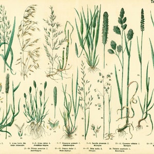 1885 Getreide Hafer Schwingel Briza Phleum, Gräser Futterpflanze Getreidesamen, altes botanisches Tellerplakat Bild 2