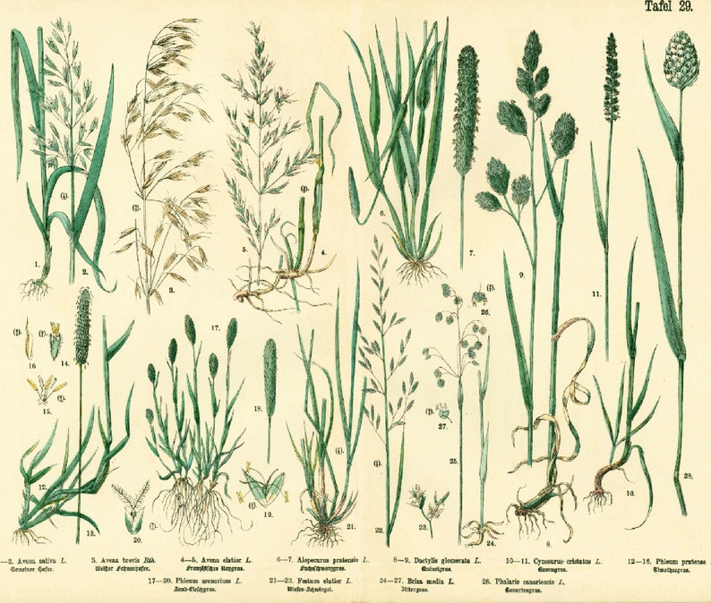 1885 Getreide Hafer Schwingel Briza Phleum, Gräser Futterpflanze Getreidesamen, altes botanisches Tellerplakat Bild 2