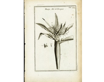 1797 Antique Maize Print Ear of Corn Cereal Grain Botanical Farming Agriculture Kitchen Food Wall Home Decor