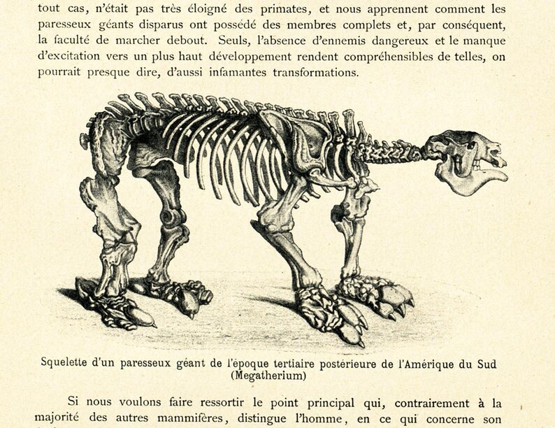 1908 Antique Giant Ground Sloth Print Megatherium Skeleton Illustration Paleontology Wall Art