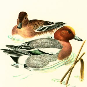 1969年 ヒドリガモ、繁殖期の雄、水鳥のイラスト、ガンカモ科、鳥類図鑑