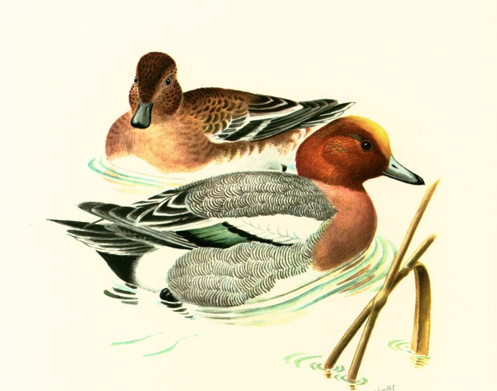 1969 Widgeon Print, Wild Duck Print, Iridescent Feathers, Teal Print, Bird  Wall Art, Ornithology - Etsy, image size:1000x787