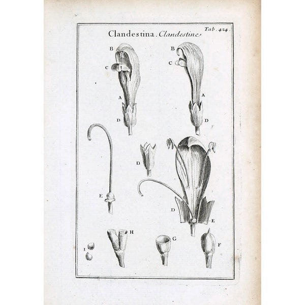 1797 Antique Lathraea clandestina the purple toothwort Print  FlowersSeeds Botanical Grass Wall Art Home Decor