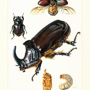 1960 Vintage Rhinoceros Beetle Oryctes nasicornis Print. Coleoptera Illustration. Insect Print. Entomology. Natural History. Science. image 2