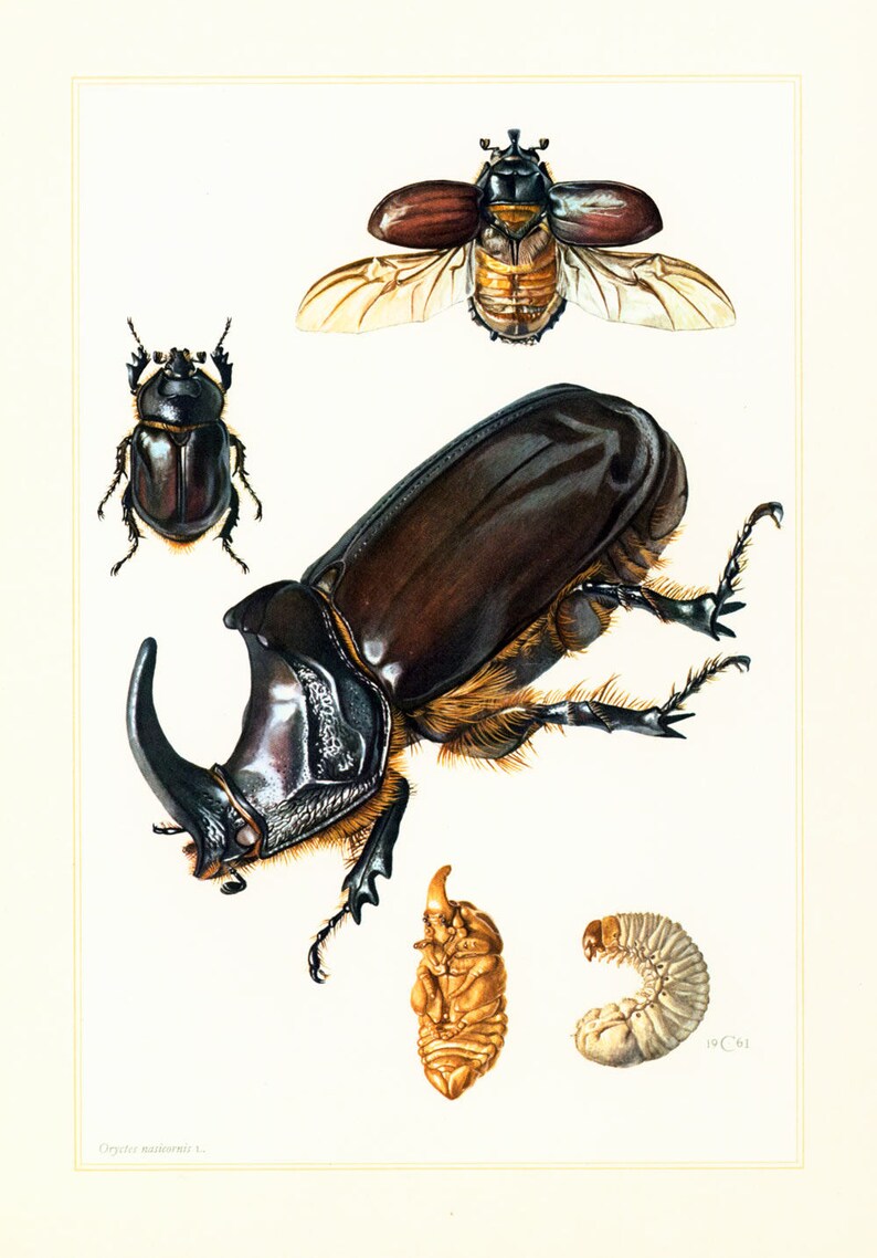 1960 Vintage Rhinoceros Beetle Oryctes nasicornis Print. Coleoptera Illustration. Insect Print. Entomology. Natural History. Science. image 2